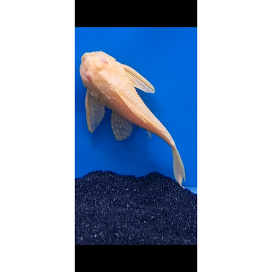 Albino Pleco (approx. 12cm)