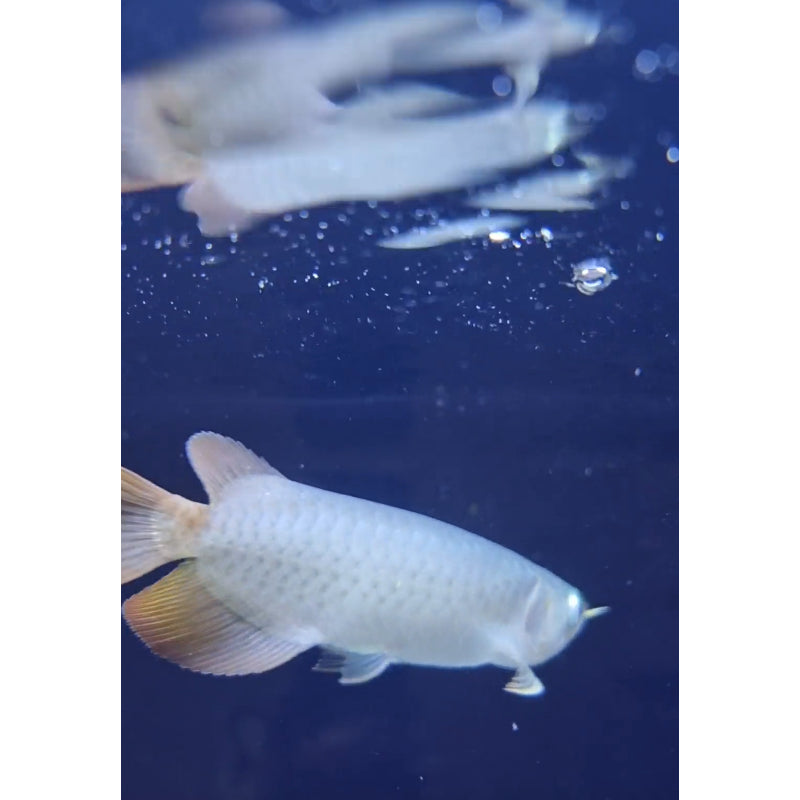 Super Red Arowana