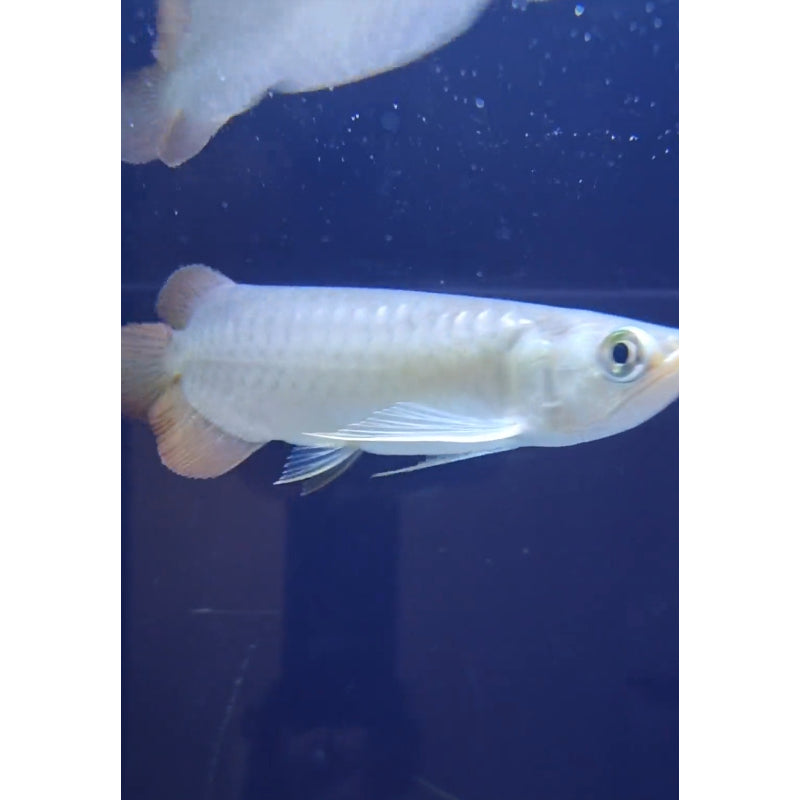 Super Red Arowana
