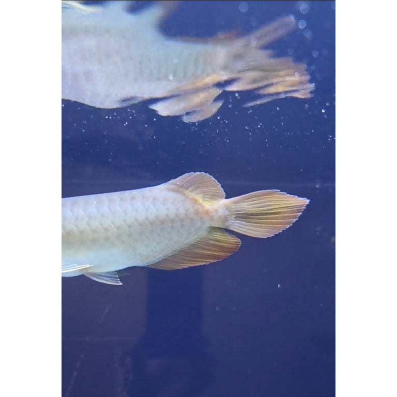 Super Red Arowana