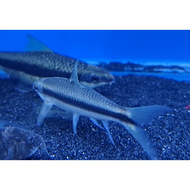 Siamese Algae Eater