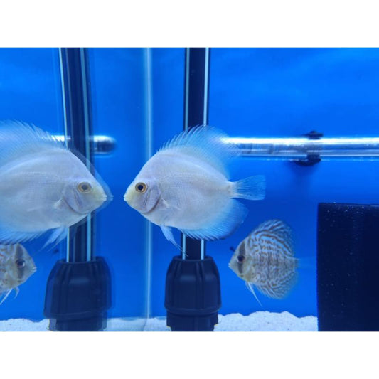 Snow White X Cobolt Blue Discus