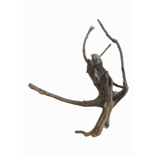Spiderwood