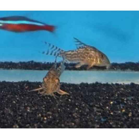 Sterbai Corydoras