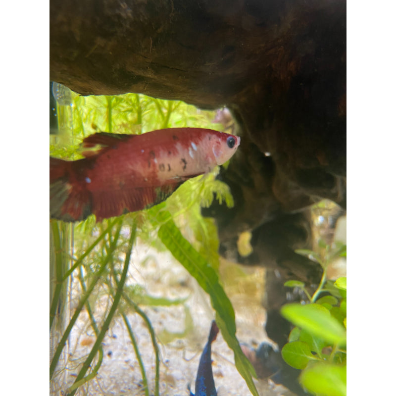 Traditional Koi Betta (Female)