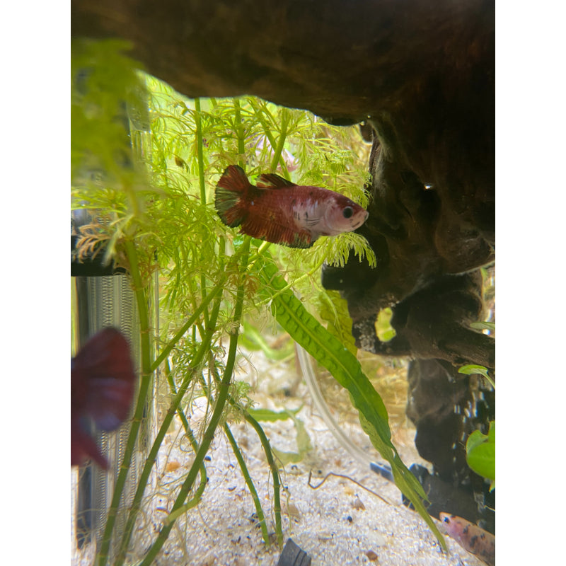 Traditional Koi Betta (Female) – Tropical Fish Company