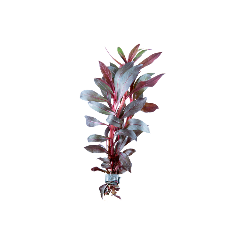 Deep Red Ludwigia - POTTED