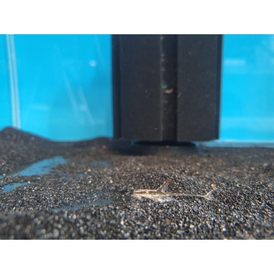 Royal Farlowella - Whiptail