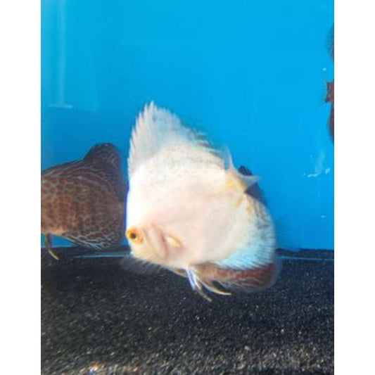 White Butterfly Discus