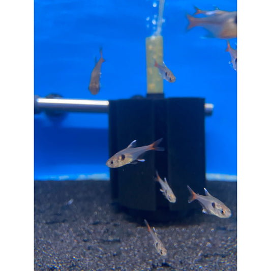 Yellow Phantom Tetra