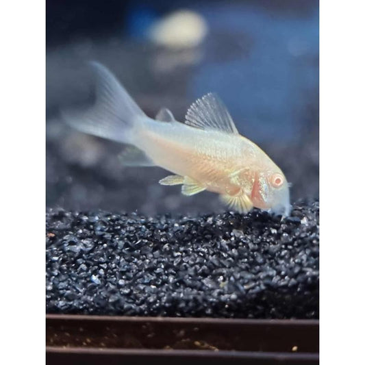 Long Fin Albino Cory
