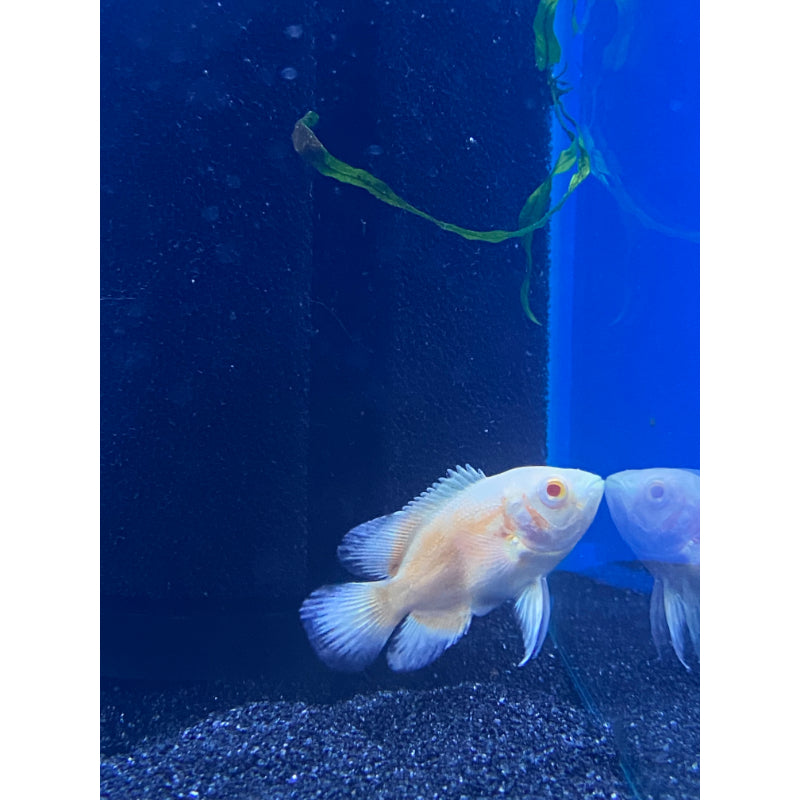 Albino Red Oscar