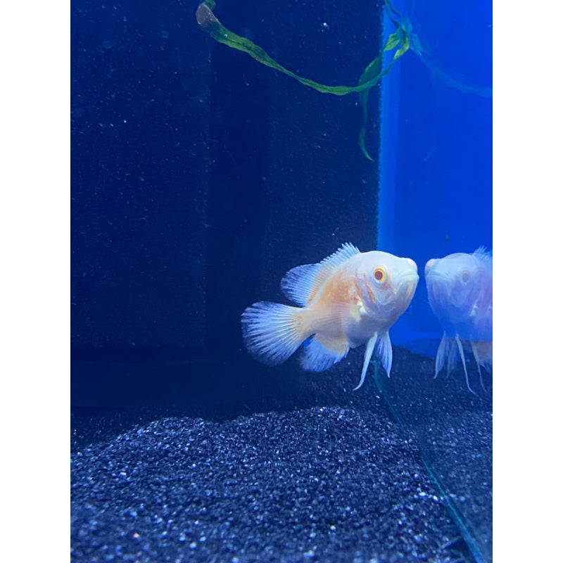 Albino Red Oscar