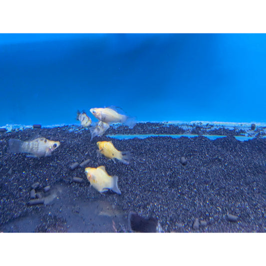 Assorted Balloon Molly