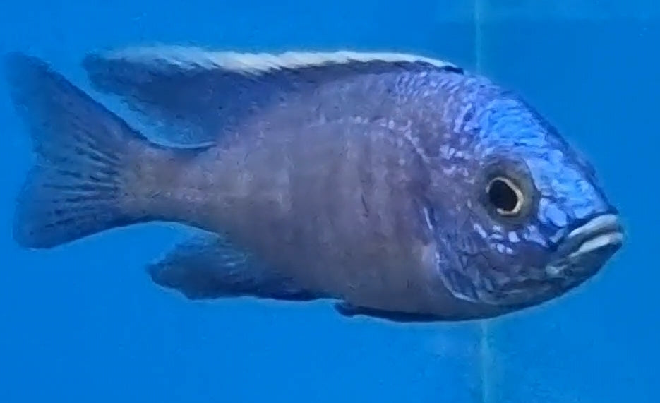Azureus – Tropical Fish Company