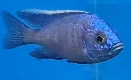 Azureus