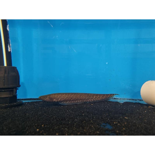 Banded Knifefish