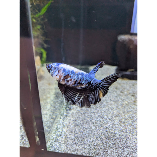 HMPK Black Lace Marble Betta