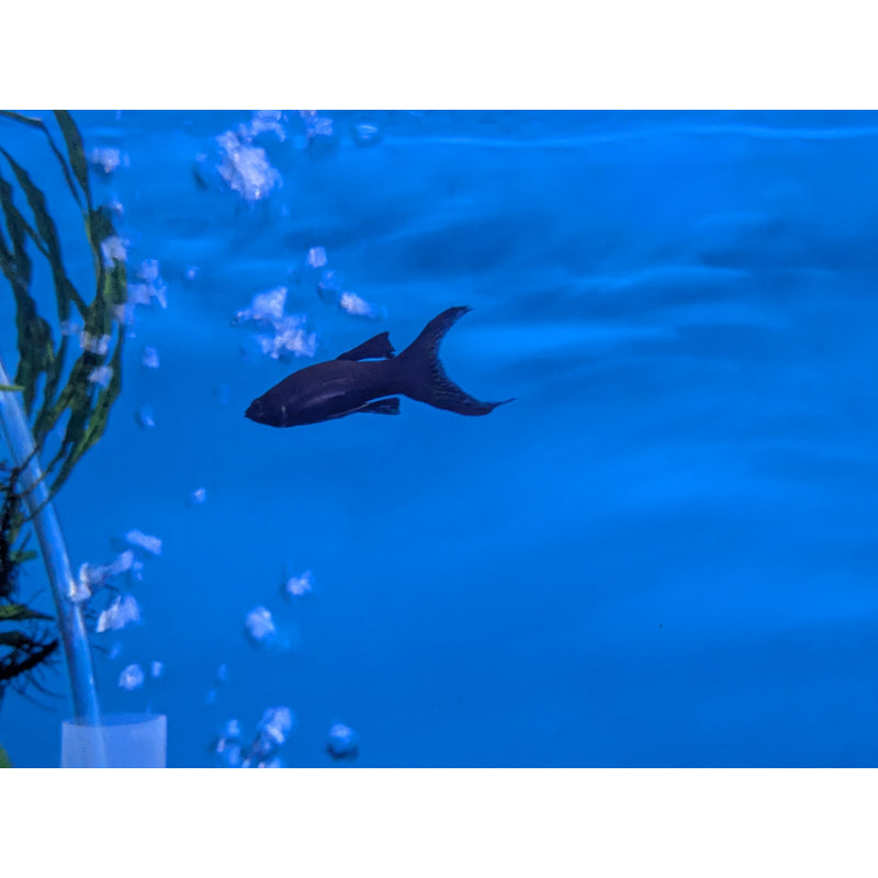 Long Fin Black Lyretail Molly