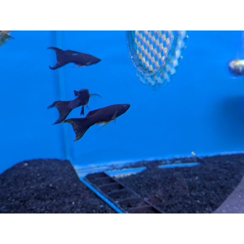 Long Fin Black Lyretail Molly