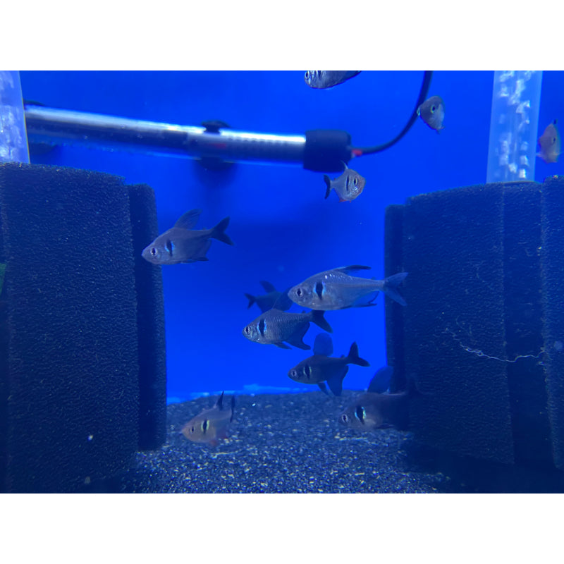 Black Phantom Tetra