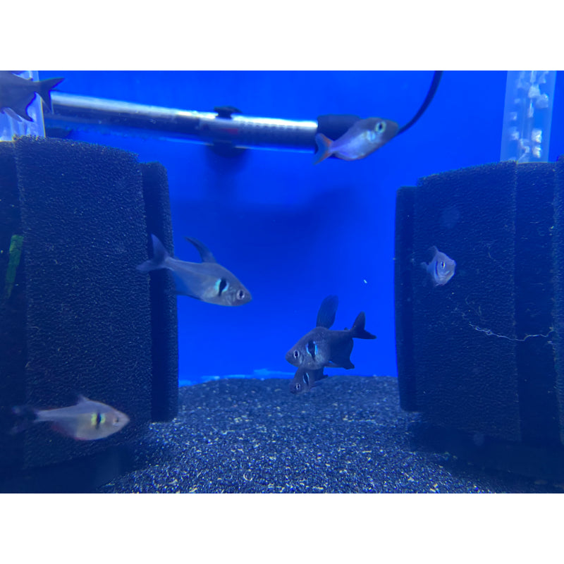 Black Phantom Tetra