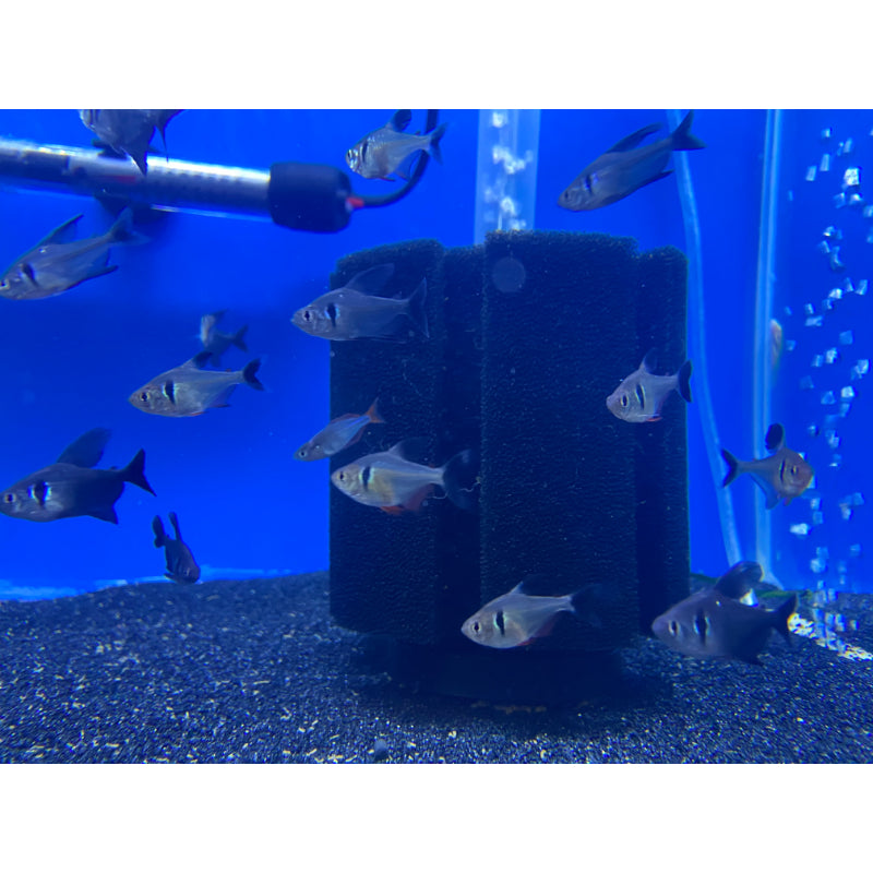 Black Phantom Tetra