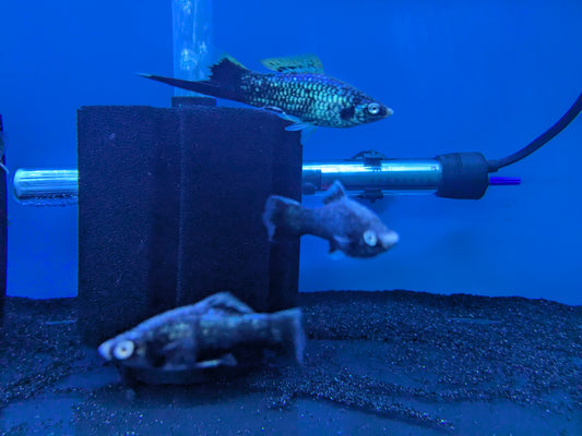 Black Swordtail