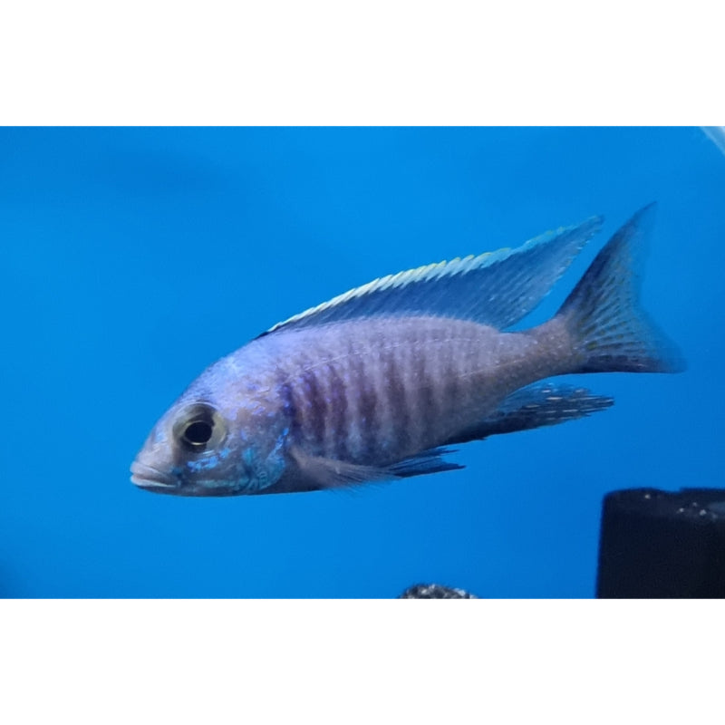 Flame Tail Cichlid