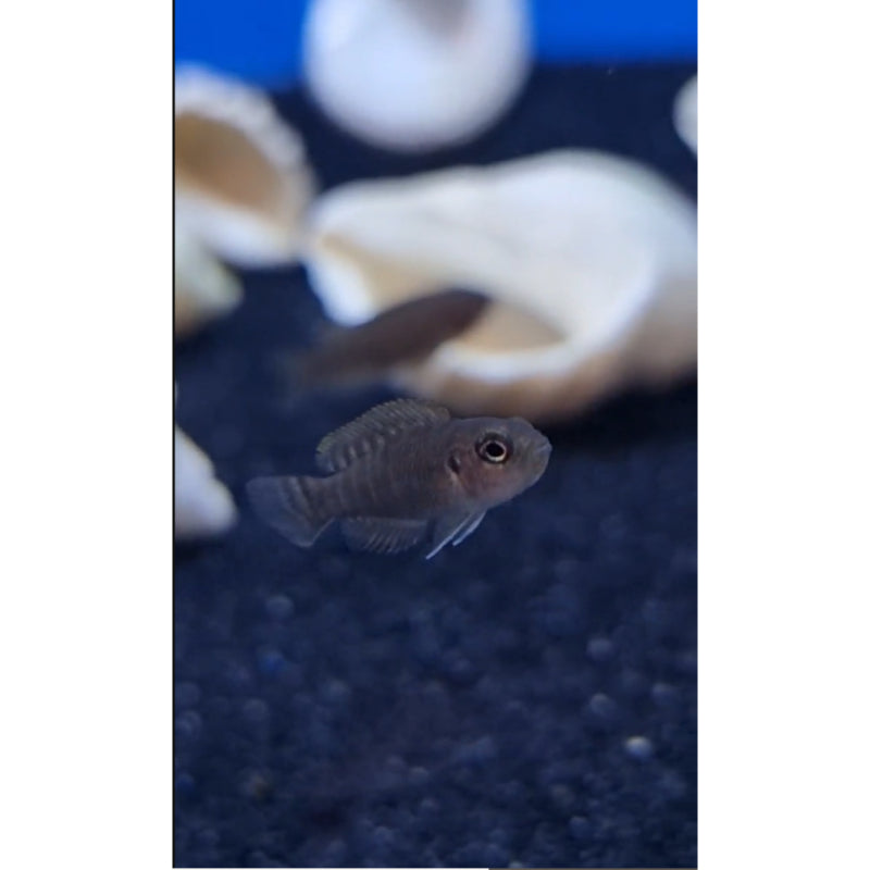 Brevis – Tropical Fish Company