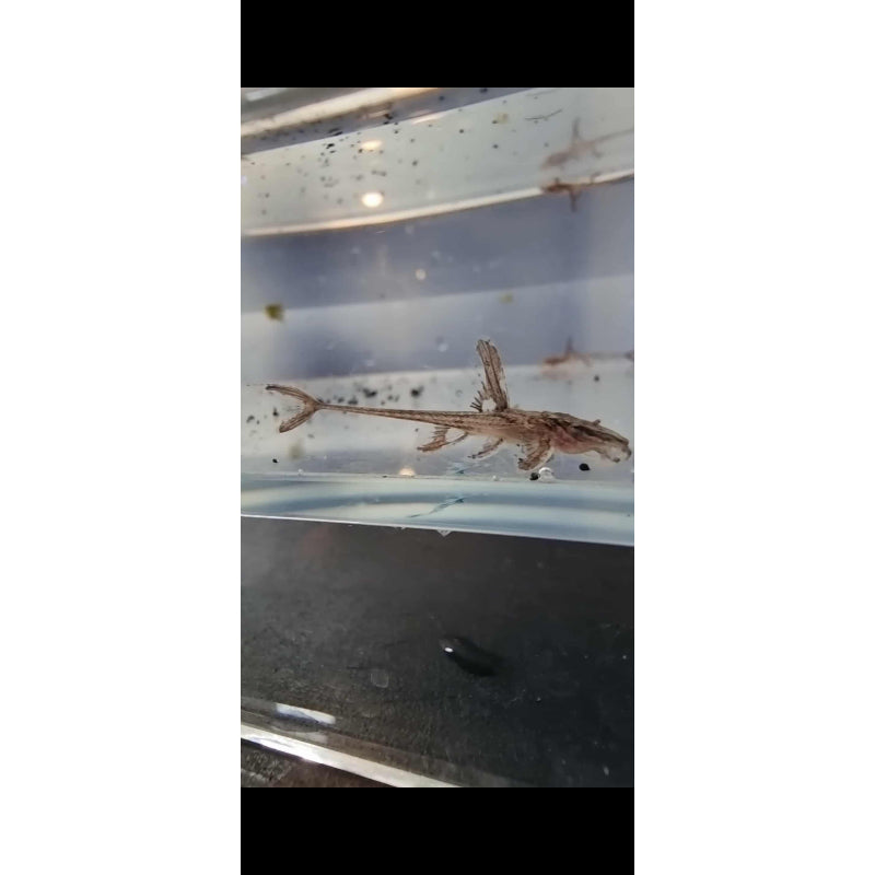 Red Lizard Whiptail Catfish