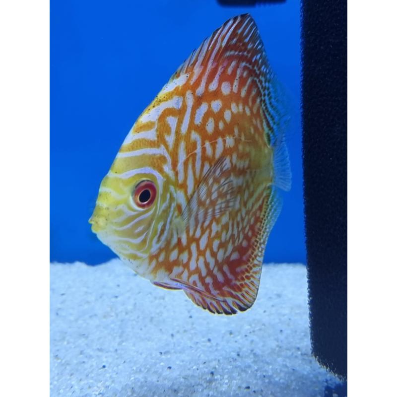 Checkerboard Discus
