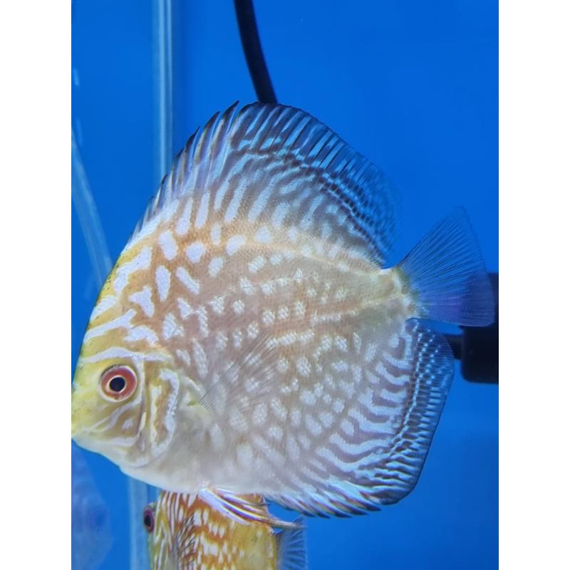 Checkerboard Discus