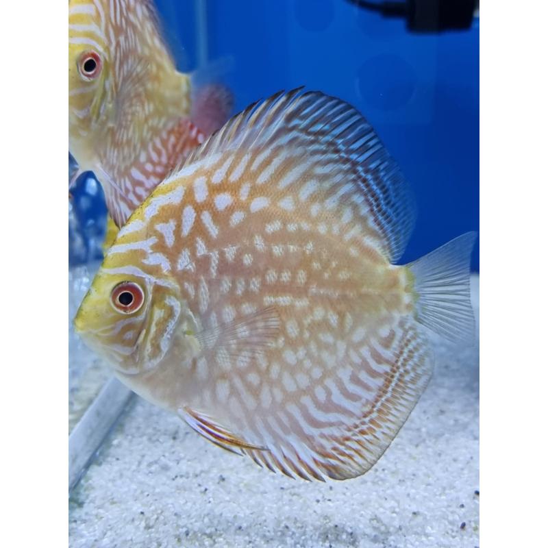Checkerboard Discus