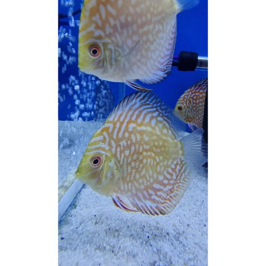 Checkerboard Discus