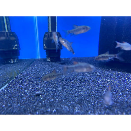 Checkered Barb
