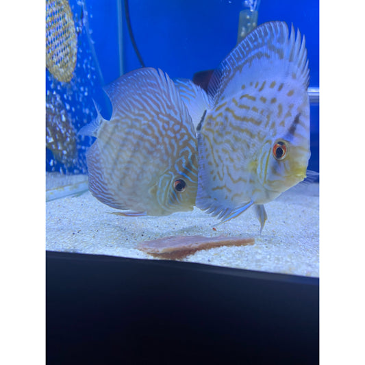 Cobalt Blue Discus