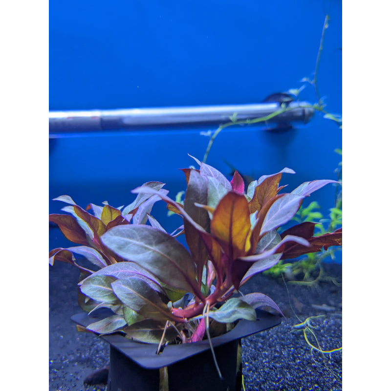 Deep Red Ludwigia - POTTED