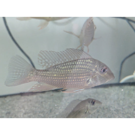 Geophagus Jurupari Cichlid