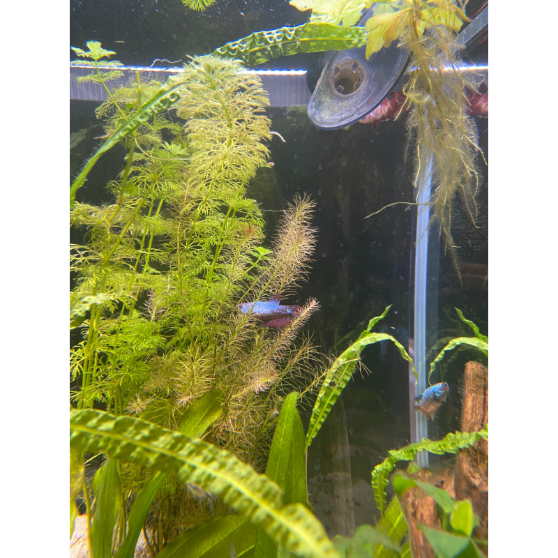 Dragon Samurai Betta (Female)