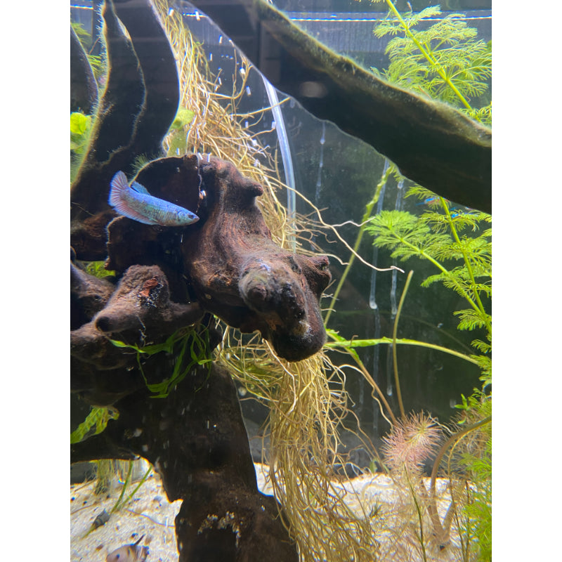 Dragon Samurai Betta (Female)