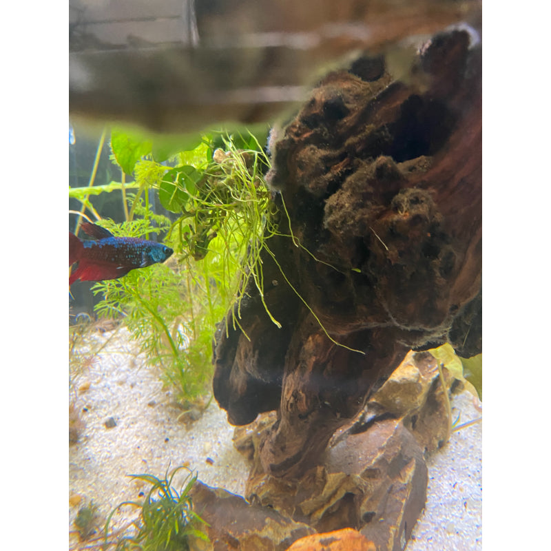 Dragon Samurai Betta (Female)