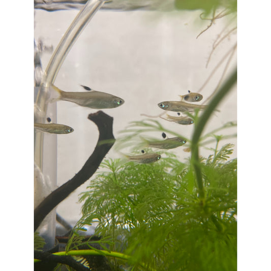 Emerald Eye Rasbora