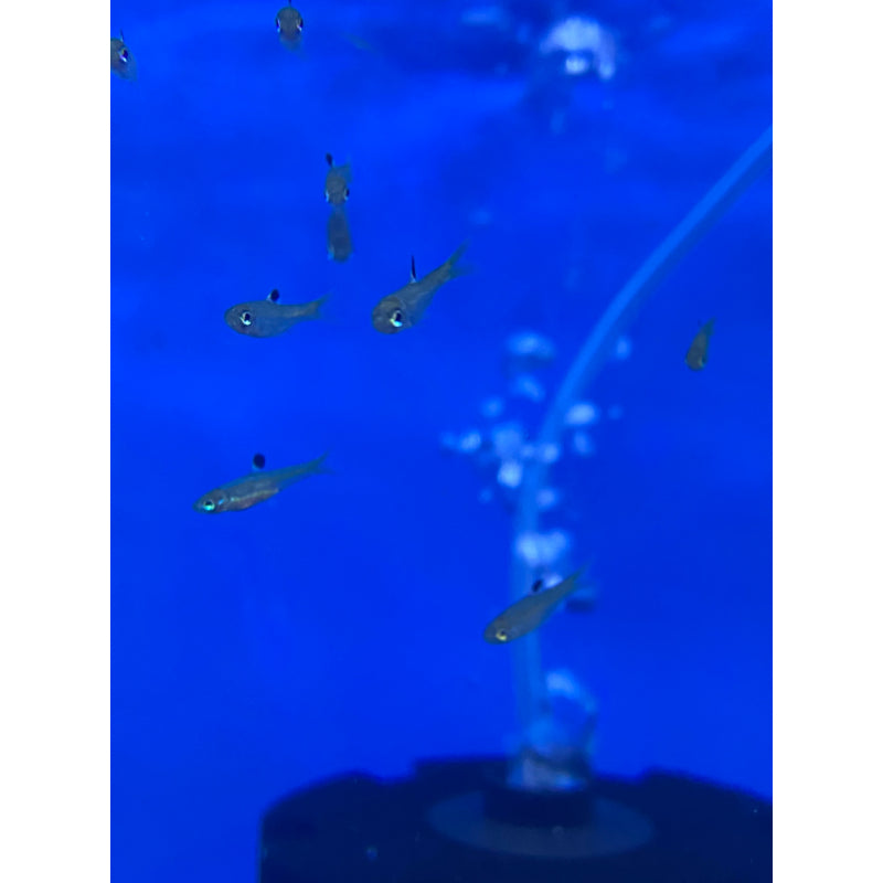 Emerald Eye Rasbora