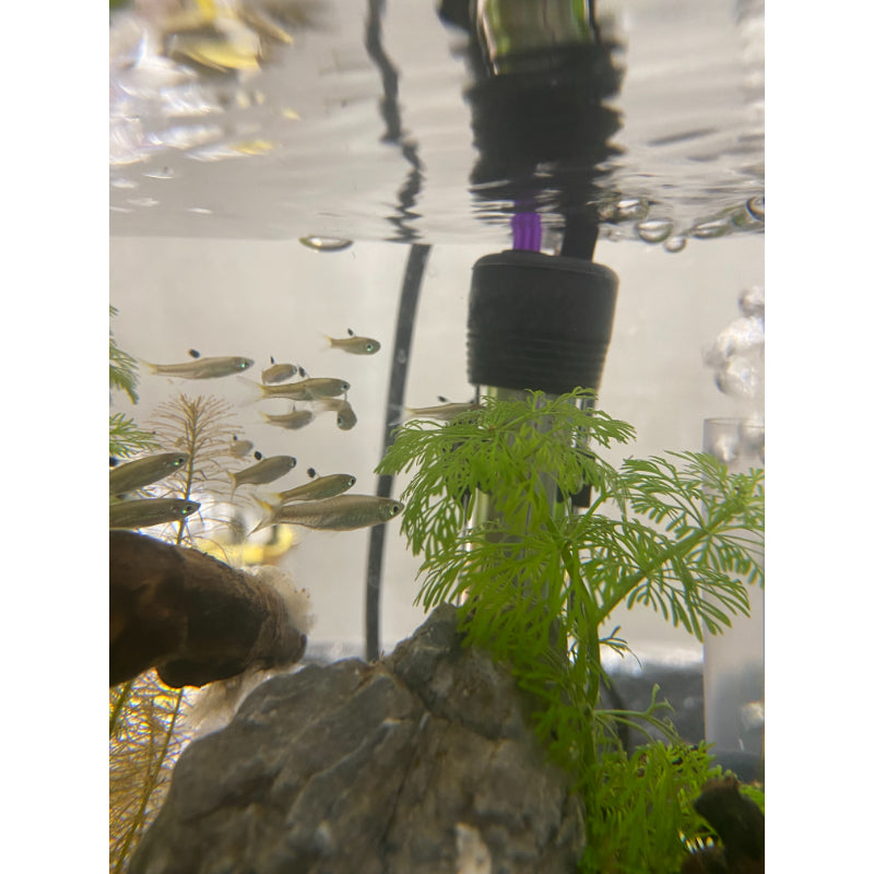 Emerald Eye Rasbora