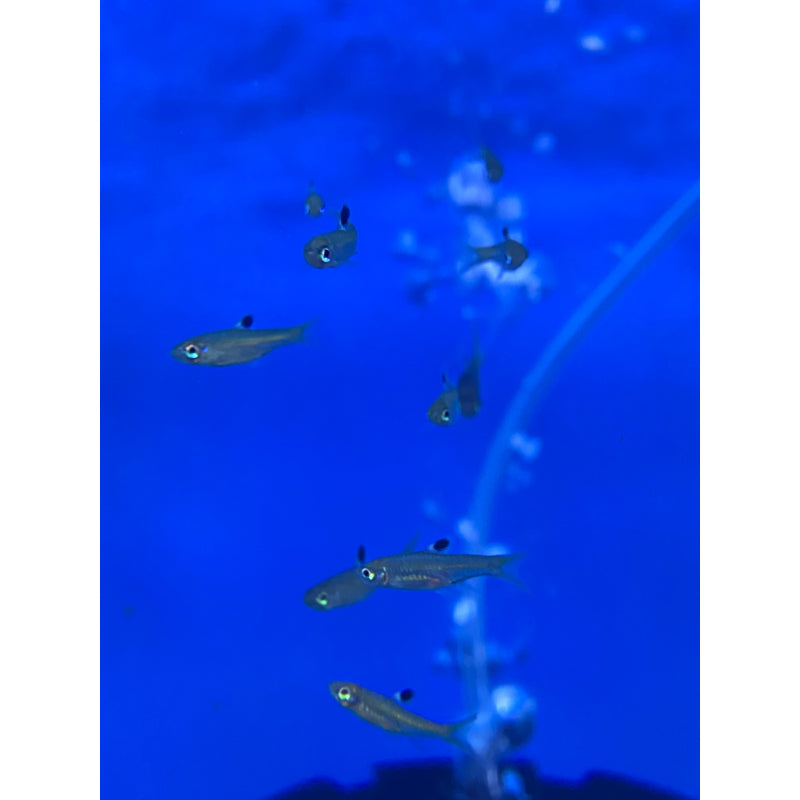 Emerald Eye Rasbora
