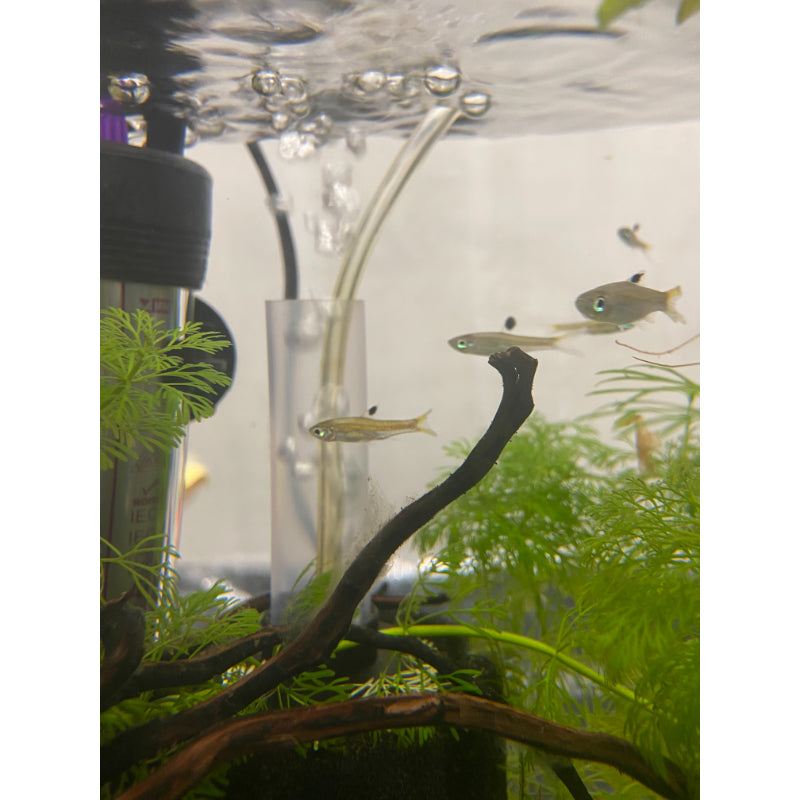 Emerald Eye Rasbora
