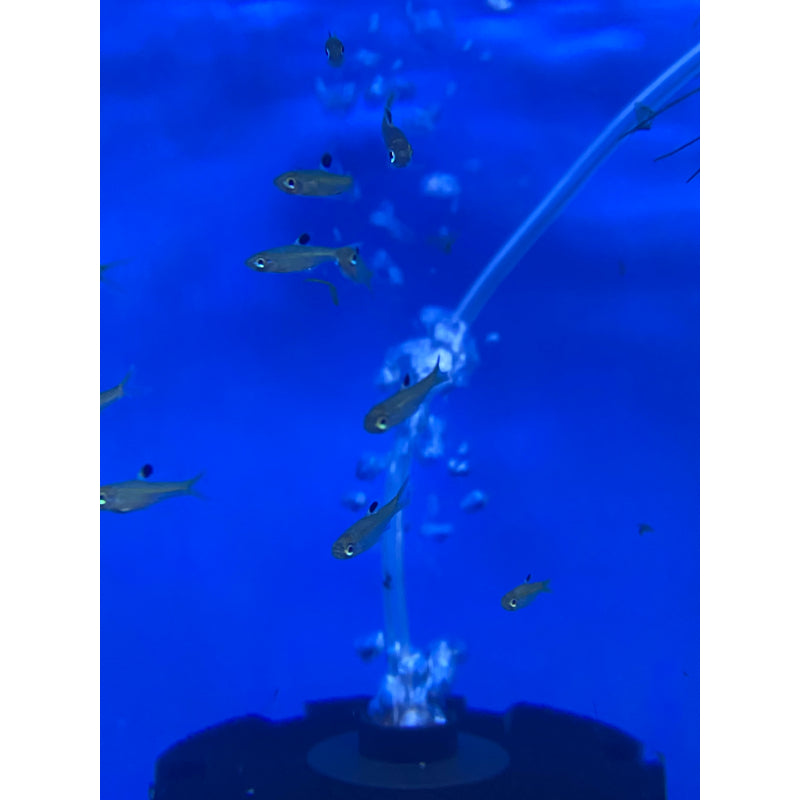 Emerald Eye Rasbora