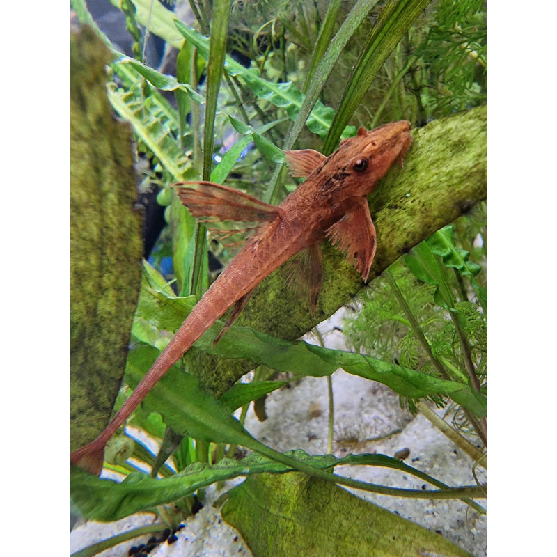 Red Lizard Whiptail Catfish