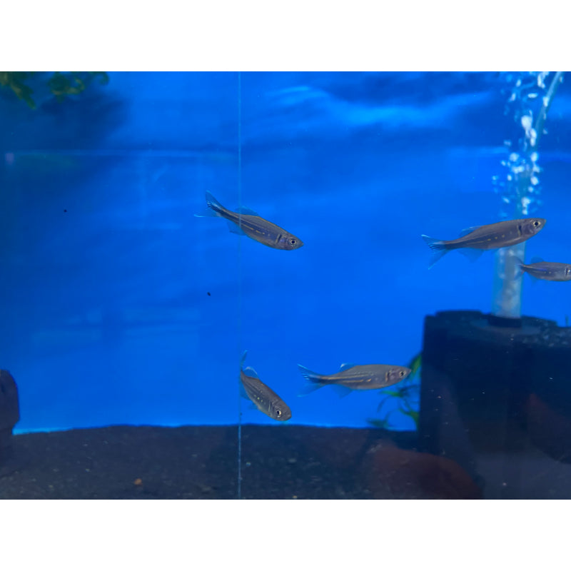 Giant Danio